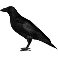 Download Crow Free PNG Photo Images And Clipart FreePNGImg