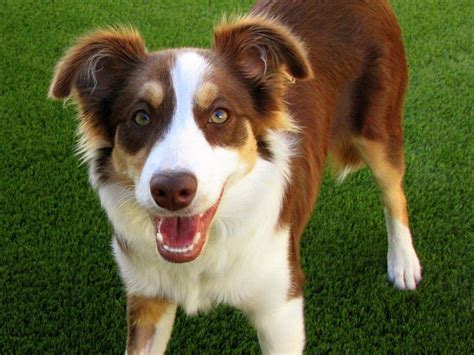 Best Medium Size Dog Breeds Zela