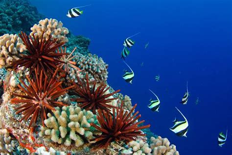Hawaii Bans Sunscreens That Hurt Coral Reefs — Safer Sunscreen