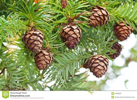 I promised a tutorial on this pine cone tree that i made last fall. Tree cones stock image. Image of outdoor, celebrating ...