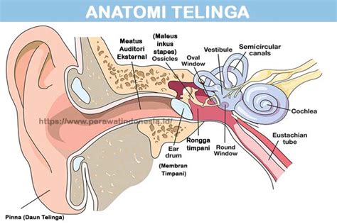 Anatomi Telinga Dan Fungsinya