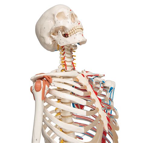 We have had so much fun this week learning about the human body: Sam Anatomical Skeleton | Human Skeleton Model Sam | Human ...