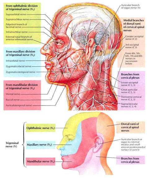 Iannofear Cranial Nerves Facial Nerve Nerve