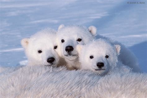 Cute Polar Bear Wallpapers Top Free Cute Polar Bear Backgrounds