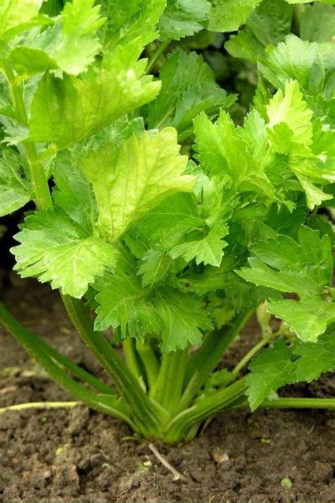 How To Grow Celery In Your Organic Garden Growfully