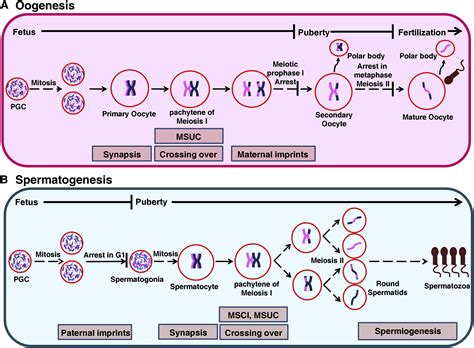 Epigenetic Transitions In Germ Cell Development And Meiosis