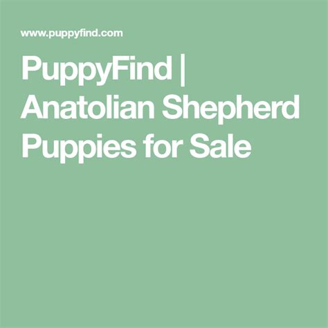 The anatolian shepherd is a calm, loyal dog known for being excellent protectors and guardians. Anatolian Shepherd | Anatolian shepherd puppies, Shepherd ...