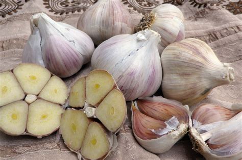 Romanian Red Hardneck Garlic