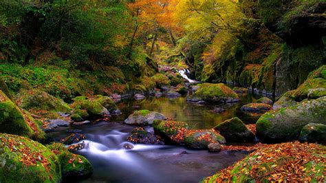 A Beautiful Autumn Landscape In The Forest Wallpaper