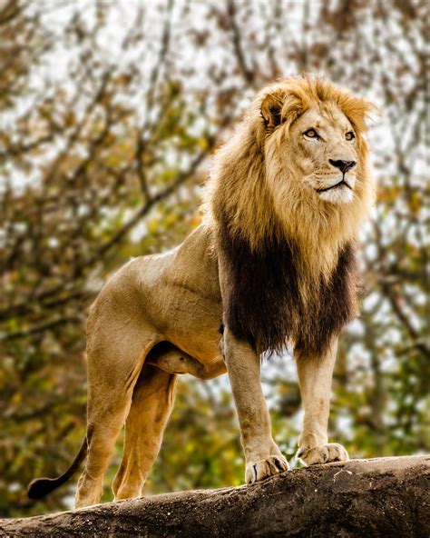 The Fascinating Life And Behavior Of Male Lions