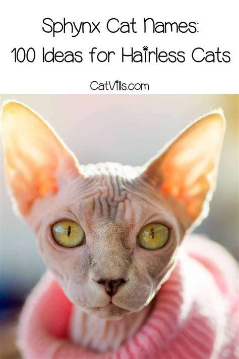 100 Spectacular Sphynx Cat Names For Hairless Cats Hairless Cat Cat