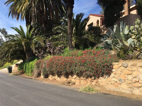 Maybe you would like to learn more about one of these? Flowers In Full Bloom In Lake Elsinore: Photos Of The Week ...