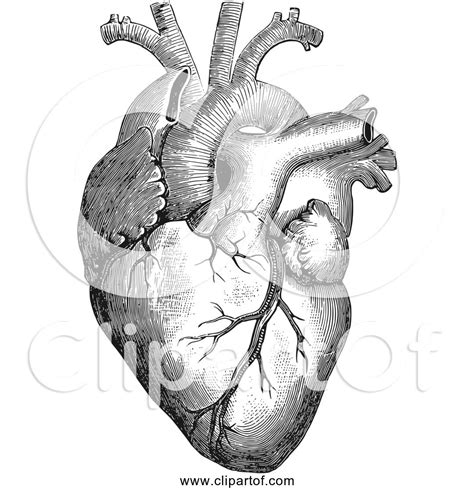 Free Clipart Of Anatomical Human Heart Black And White Version