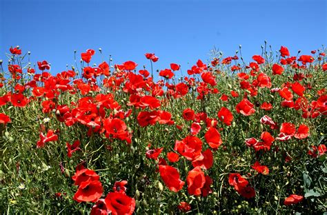 Red Poppy Field At Daytime Hd Wallpaper Wallpaper Flare