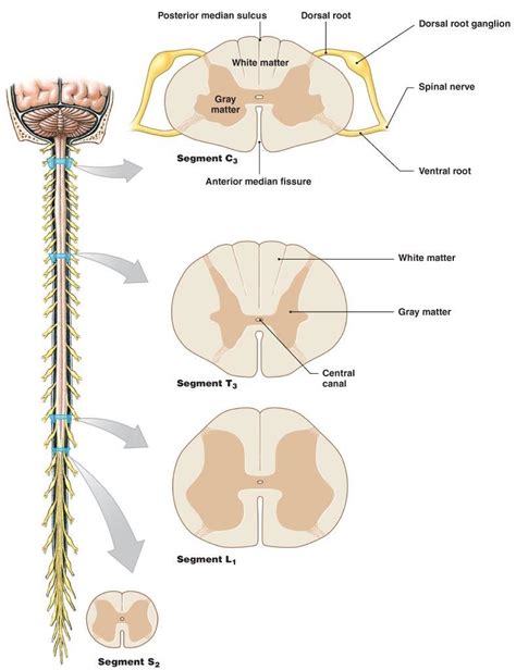 Spinal Cord Cross Section Labeled Spinal Cord Anatomy Structure