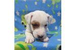 Parson russell terriers are slightly taller than they are long and have a medium build. Parson Russell Terrier Puppies for Sale from Reputable Dog ...