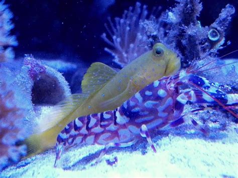 Yellow Watchman Goby And Pistol Shrimp Fs