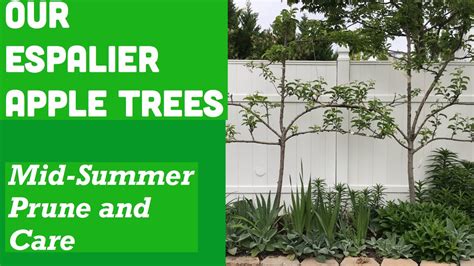 Pruning Espalier Apple Trees 🇵🇭my Mid Summer Pruning And Care My