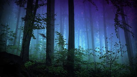 Wallpaper Sunlight Trees Forest Night Reflection Green Mist