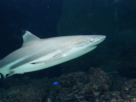 Blacktip Reef Shark Carcharhinus Melanopterus 2020 05 24 Zoochat