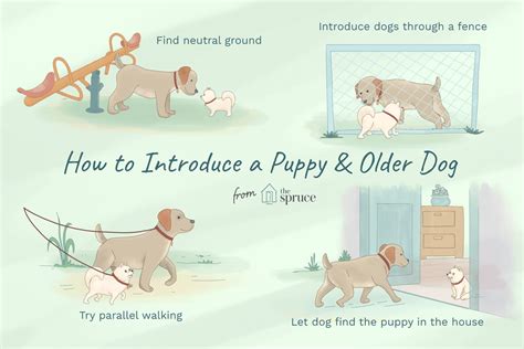 We support shelters, veterinary clinics, and in. Train An Older Dog To Accept A New Puppy
