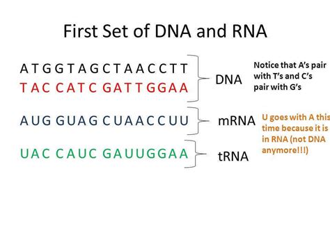 These bases range from age, gender, etc. 28 Dna Base Pairing Worksheet Answer Key - Free Worksheet Spreadsheet