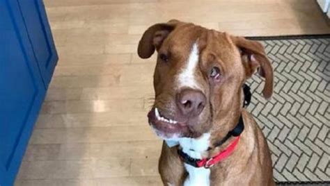 Meet Woody A Pitbull With A Disfigured Face Looking For A Forever Home