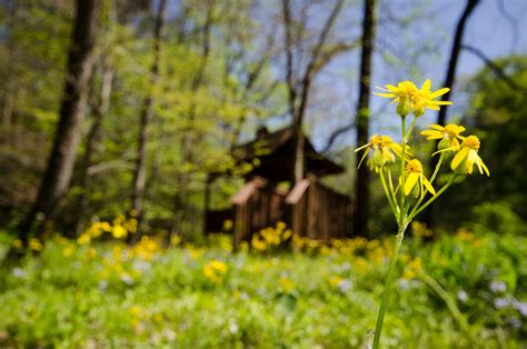Spring Wildflower Walks And Hikes In The Smoky Mountains