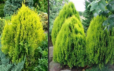 Berkmans Golden Arborvitae Is A Dense Coniferous Evergreen With A