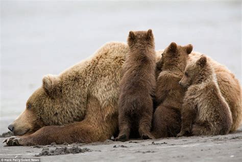 Grizzly Bear Shields Her Triplet Cubs From The Wind And Rain Grizzly