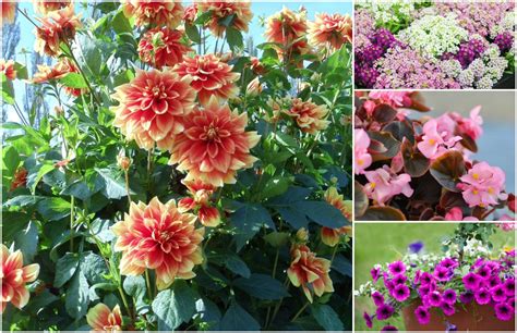 The Most Beautiful Annuals That Will Keep Your Garden