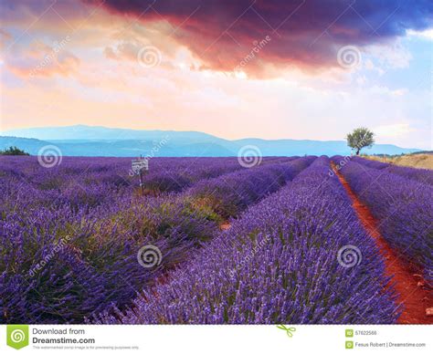 Lavender Field Summer Sunset Stock Photo Image 57622566