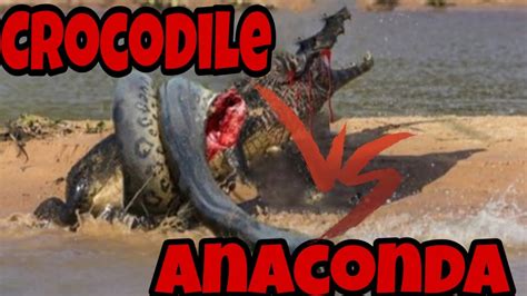 Crocodile Vs Anaconda Full Fight Youtube