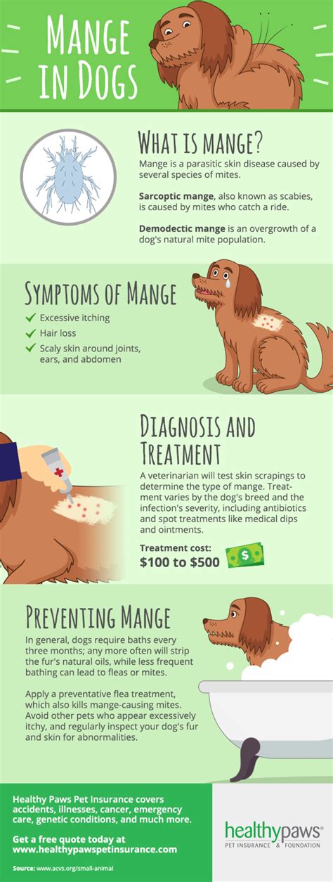 How To Treat Skin Cancer In Dogs