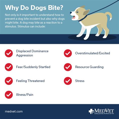 Preventing Dog Bites Tips For Protecting Your Loved Ones Medvet