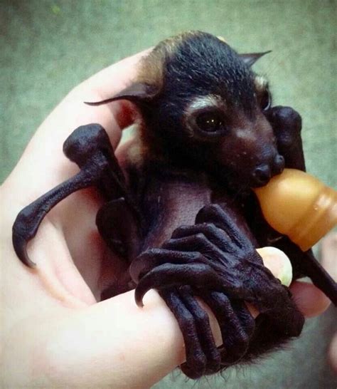 The Hands Cute Bat Baby Bats Animals Beautiful
