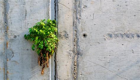 Uma Planta Verde Crescendo Em Fenda Numa Parede De Concreto Imagem De