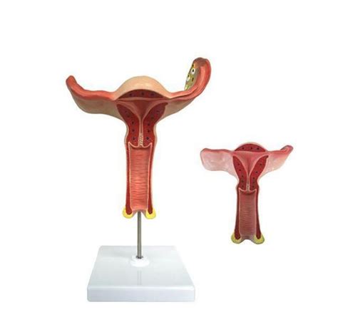 Modèle anatomique d'utérus agrandi 1,5 fois à 58.25
