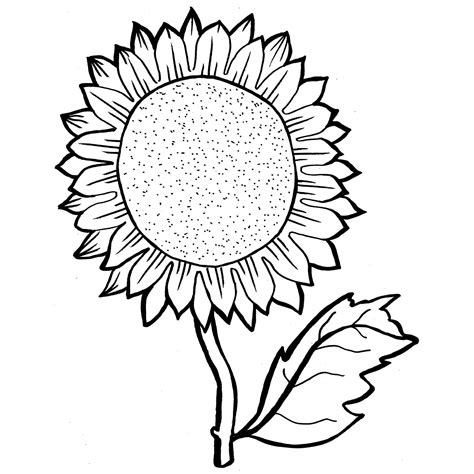Sunflower Line Drawing Free Download On Clipartmag
