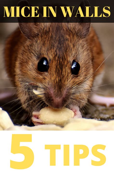 Maybe you would like to learn more about one of these? How to Get Rid of Mice in the Walls? in 2020 | Getting rid ...