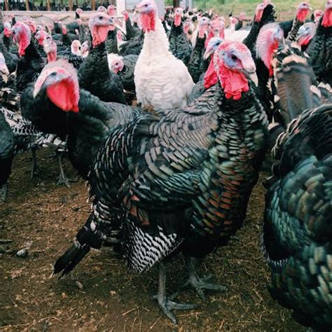 You know, for a holiday meal? Heritage Turkeys at Zingerman's Mail Order - Zingerman's ...