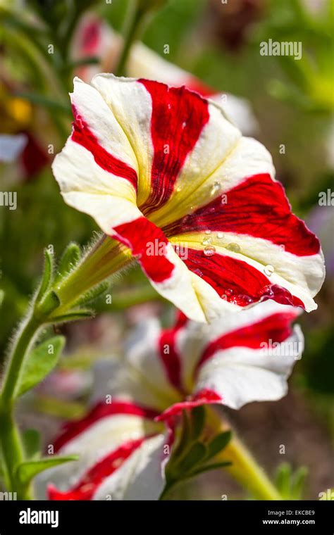 Beautiful Red And White Striped Petunia Flowers In Garden Stock Photo