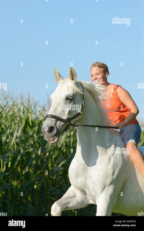 Junge Frau Reiten Ohne Sattel Auf Einem 23 Jahre Alten Bayerischen Pferd Im Galopp