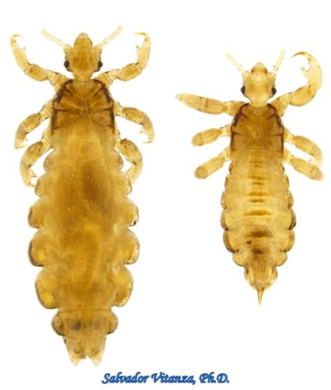 Psocodea Pediculidae Pediculus Humanus Capitis Head Lice Male And