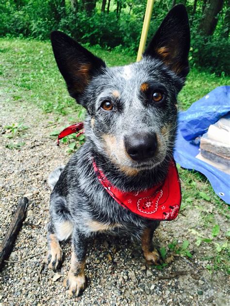 17 Best Images About Blue Heelers On Pinterest Blue