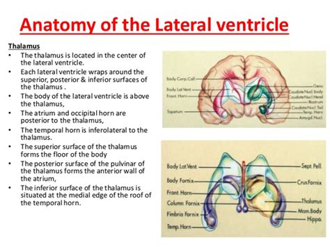 Anatomy Lateral Ventricle Free Images At Vector Clip Art