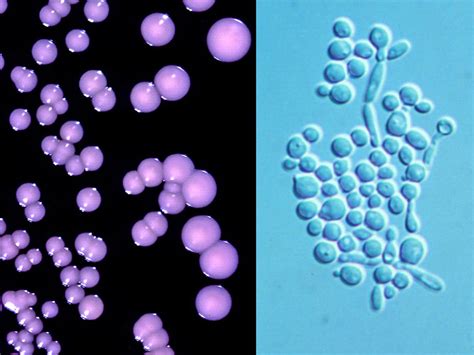 Candida Mycology University Of Adelaide