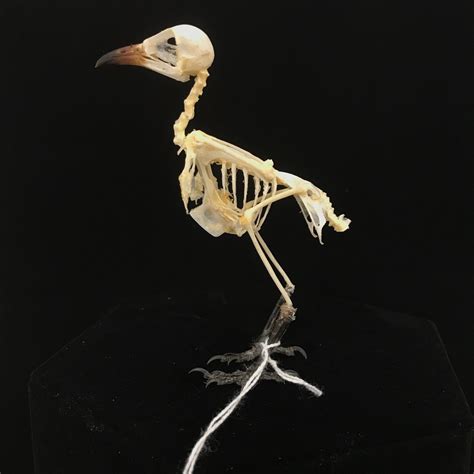 Charming Sooty Headed Bulbul Bird Skeleton Available At Natur
