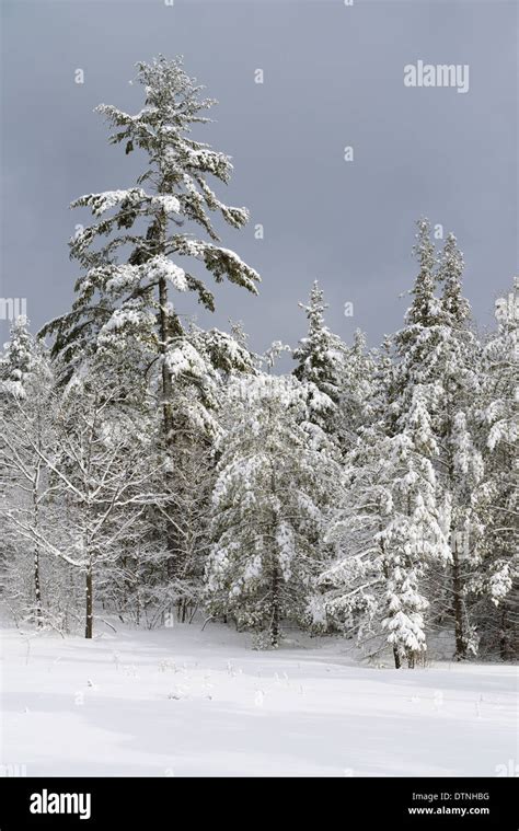 Snow Covered Evergreen Tree Forest After A Winter Snowstorm Marmora