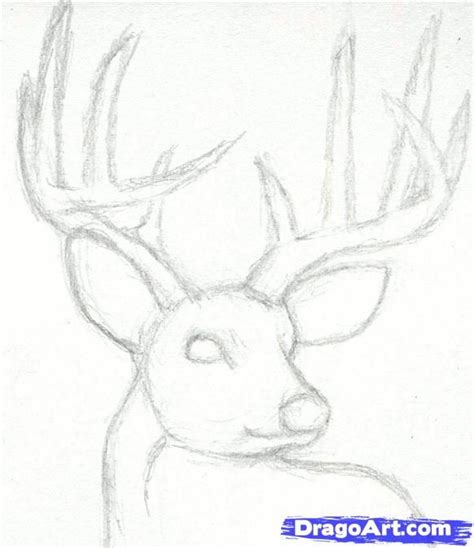 How To Draw A Deer Head Buck Dear Head Step By Step Drawing Guide